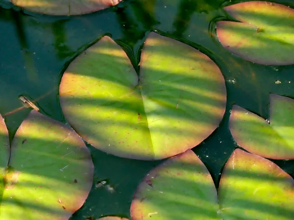 Uma Lagoa Com Folhas Lírio Água Sol Sombra — Fotografia de Stock