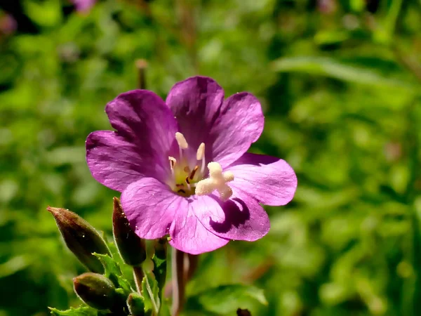 Willowherb Erba Medicinale Con Fiore Estate — Foto Stock