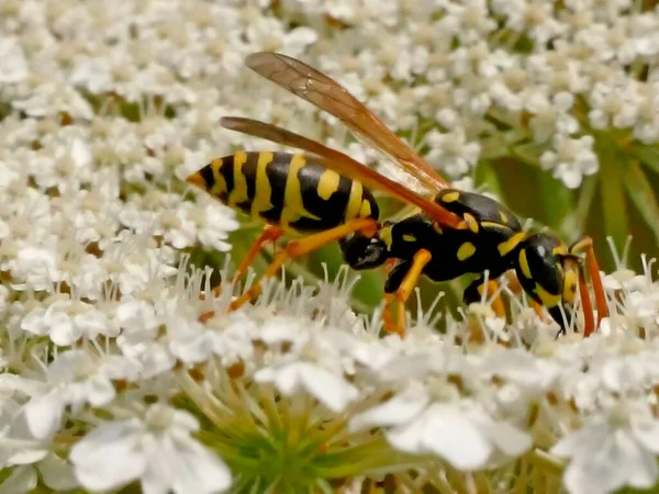 野生胡萝卜花上的黄蜂 — 图库照片