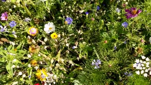 Prado Con Una Gran Cantidad Flores Colores — Vídeos de Stock