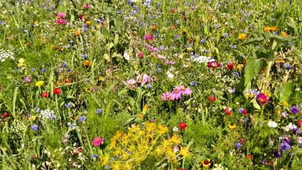 色とりどりの花がたくさん咲く牧草地 — ストック動画