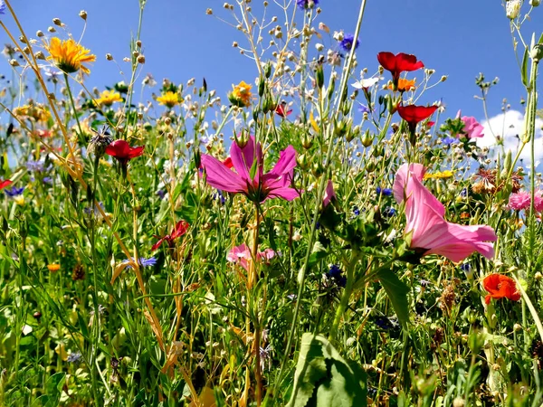 Meadow Lot Colorful Flowers — Stock Photo, Image