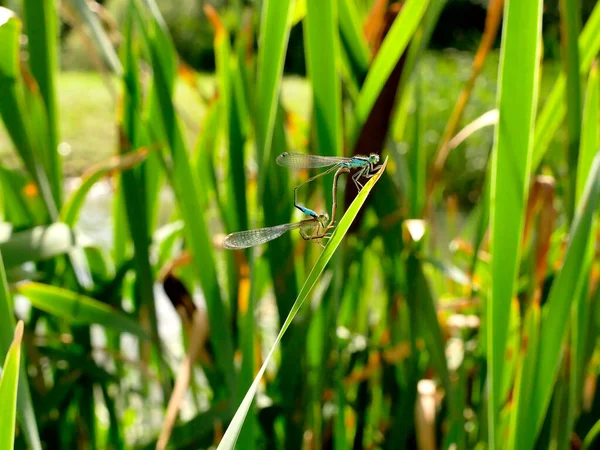 Blåstjärtad Damselflies Förebråelse Parning — Stockfoto