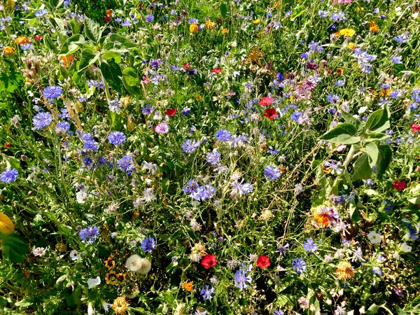 Meadow Lot Colorful Flowers — Stock Photo, Image