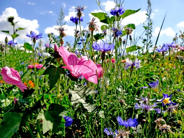 Malva Meadow Lot Colorful Flowers — Stock Photo, Image