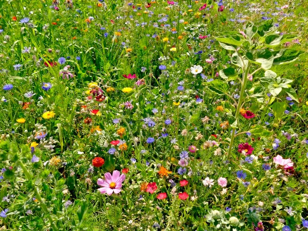 Meadow Lot Colorful Flowers — Stock Photo, Image