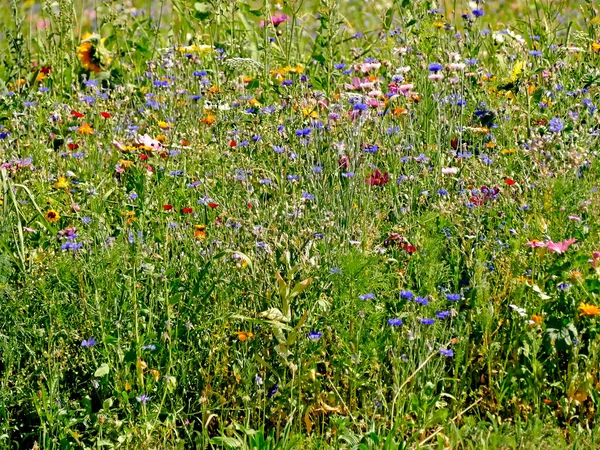 Meadow Lot Colorful Flowers — Stock Photo, Image