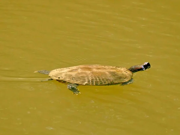 Red Eared Slider Swimming German Lake — Stock Photo, Image