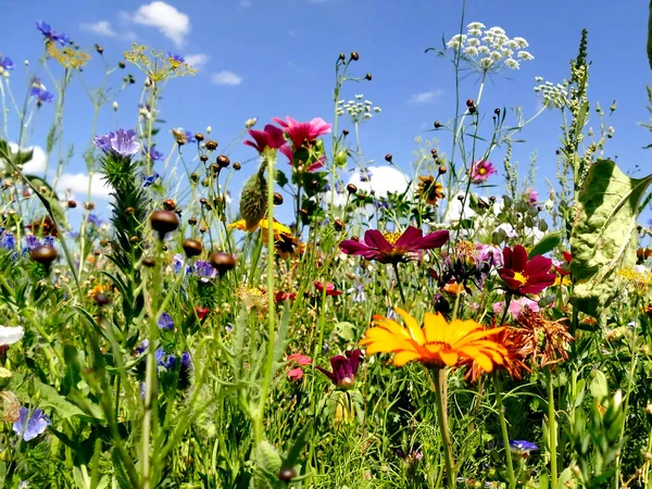 Meadow Lot Colorful Flowers — Stock Photo, Image