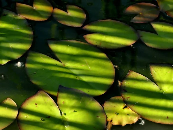 Ein Teich Mit Seerosenblättern Sonne Und Schatten — Stockfoto