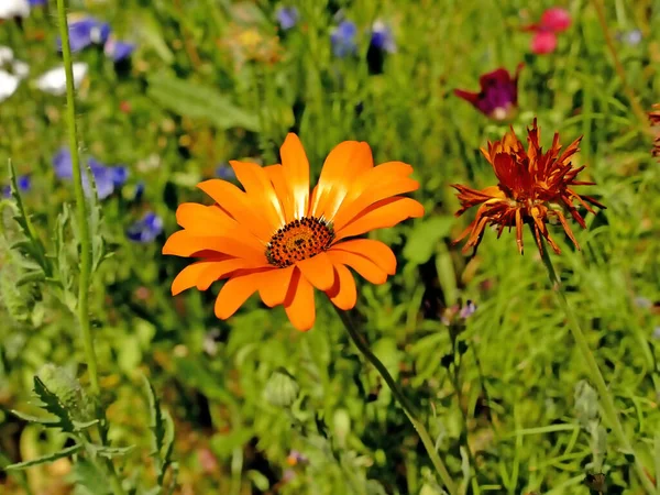 Marigold Meadow Lot Colorful Flowers — Stock Photo, Image