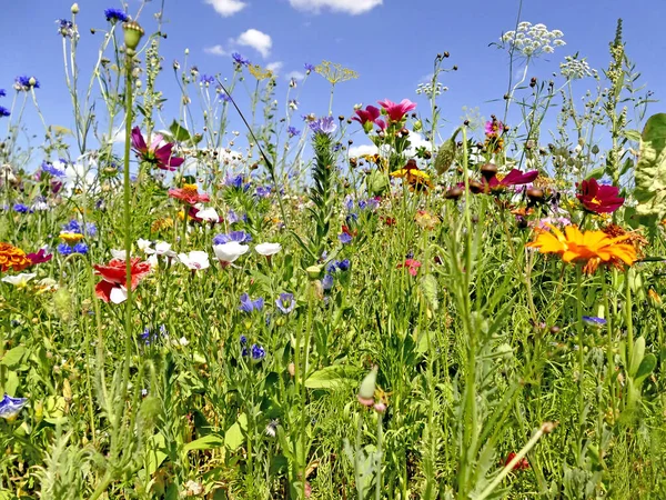 Meadow Lot Colorful Flowers — Stock Photo, Image