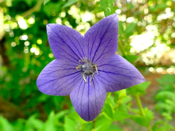 Campanilla China Planta Medicinal —  Fotos de Stock