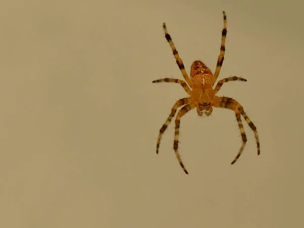 空旷背景下的雌性花园蜘蛛 — 图库照片