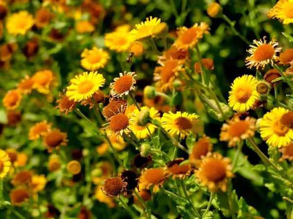 Common Fleabane Medicinal Herb Flower Summer — Stock Photo, Image