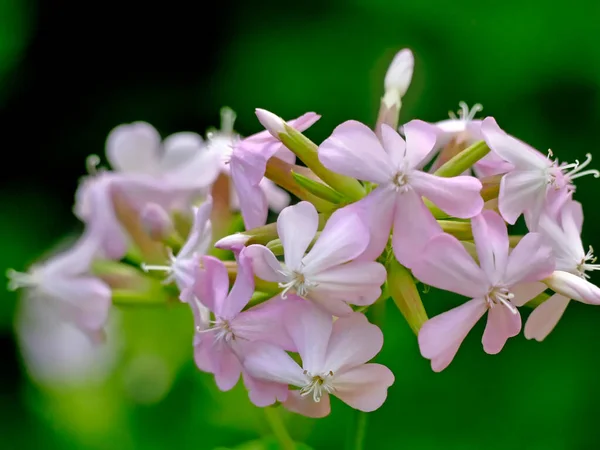 Gewöhnliches Speckkraut Mit Blume — Stockfoto