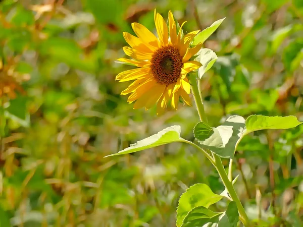 Sunflower Green Blurred Background — Stock Photo, Image