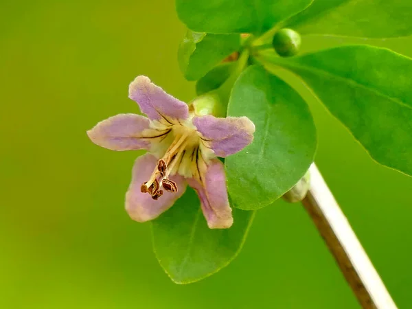 Goji Bes Met Bloem Een Kruidentuin — Stockfoto