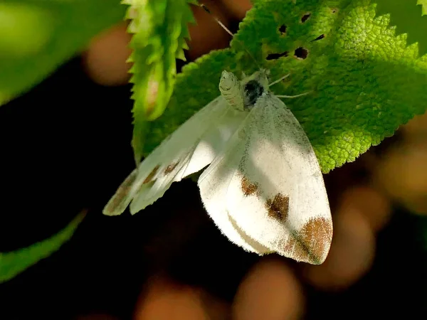 繁殖中のキャベツ蝶 — ストック写真