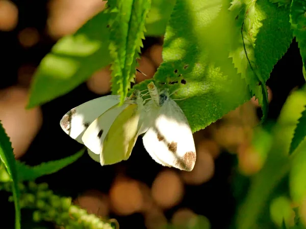 Cabbage Butterflies Reproduction — Stock Photo, Image