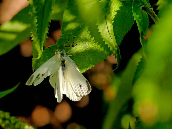 Cavolo Farfalle Durante Riproduzione — Foto Stock