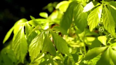 Jiaogulan, Çin TCM 'nin uzun ömürlü şifalı bitkisi.