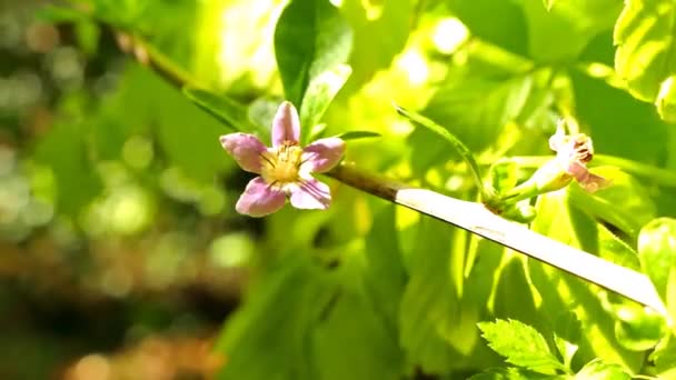 Bayas Goji Con Flor Jardín Hierbas — Vídeo de stock