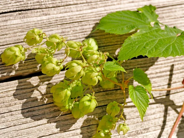 Hops Ripe Cones Summer — Stock Photo, Image