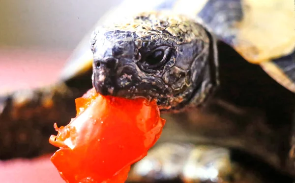 Greece Turtle Eats Tomato — Stock Photo, Image