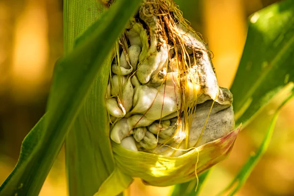 Corn Smut Corn Disease Germany — Stock Photo, Image