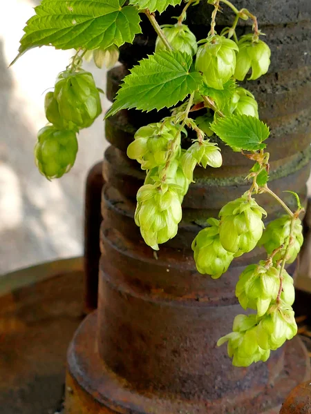 Hops Ripe Cones Summer — Stock Photo, Image