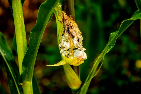 Кукурузная Грязь Кукурузная Болезнь Германии — стоковое фото