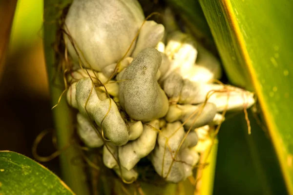 Corn Smut Corn Disease Germany — Stock Photo, Image