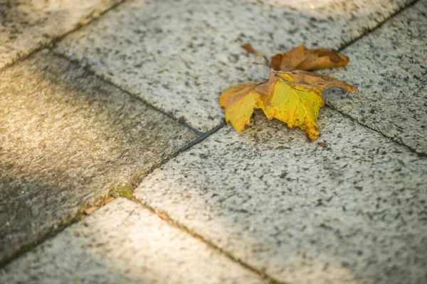 Herbstfarbenes Ahornblatt Auf Einer Steinplatte — Stockfoto