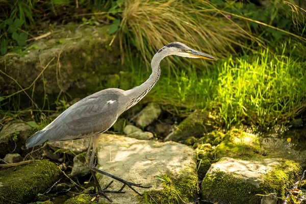 Heron Malém Potoce Německu — Stock fotografie