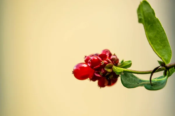 Chèvrefeuille Japonaise Herbe Médicinale Chinoise Aux Fruits Empoisonnés — Photo