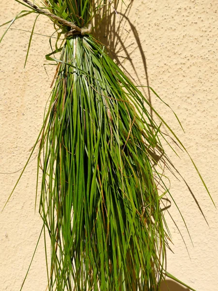 Sweet Grass Bundle Herbs — Stock Photo, Image