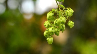 Hops kozalakları, Almanya 'daki konilere yakın çekim.