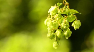 Hops kozalakları, Almanya 'daki konilere yakın çekim.