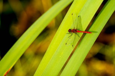 Serseri erkek böcek.