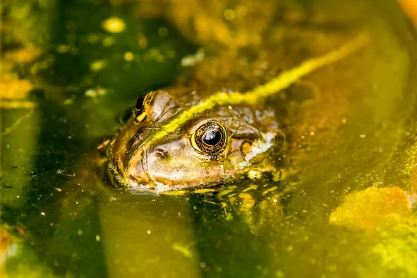 common water frog in a pond in Germany