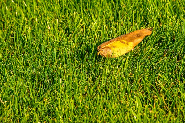 Foglia Colorata Autunnale Prato Verde — Foto Stock