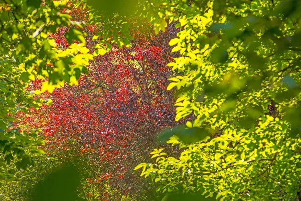 Утреннее Солнце Красных Зеленых Листьях Деревьев — стоковое фото