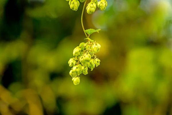 Hops Ripe Cones Summer — Stock Photo, Image