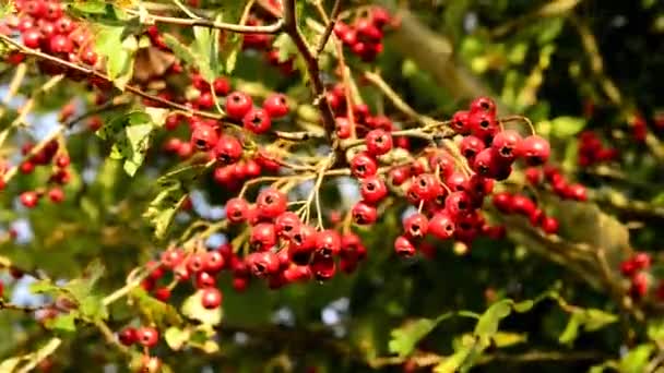 Hawthorn Planta Medicinal Com Bagas Maduras — Vídeo de Stock