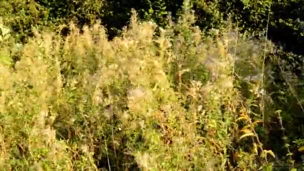 Willowherb Φαρμακευτικό Βότανο Σπόρους Φθινόπωρο — Αρχείο Βίντεο