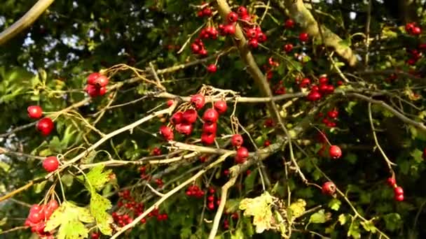 Hawthorn Φαρμακευτικό Φυτό Ώριμα Μούρα — Αρχείο Βίντεο