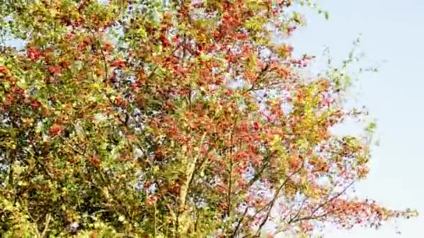 Hawthorn Planta Medicinal Com Bagas Maduras — Vídeo de Stock