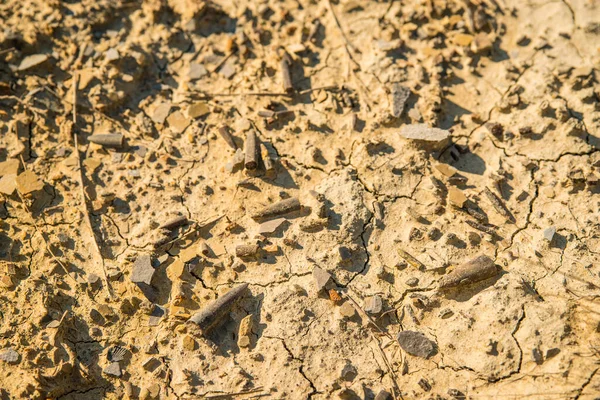 Belmemnoids Guardas Calcita Soalho Alemanha — Fotografia de Stock