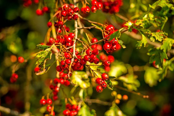 Fruits Aubépine Mûrs Sur Arbre — Photo